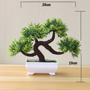 Decoração com Bonsai de pinho / pequenas árvores
