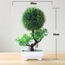 Decoração com Bonsai de pinho / pequenas árvores