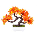 Decoração com Bonsai de pinho / pequenas árvores