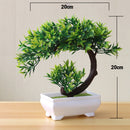 Decoração com Bonsai de pinho / pequenas árvores