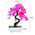 Decoração com Bonsai de pinho / pequenas árvores