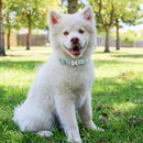 Coleiras para cachorros e gatos com nome e telefone gravados(Coleira pesonalizada, Pets Pequeno, Médio,Grande)