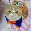 Roupa pet para gatos dragon ball , bob esponja varios temas...