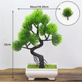 Decoração com Bonsai de pinho / pequenas árvores