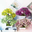 Decoração com Bonsai de pinho / pequenas árvores