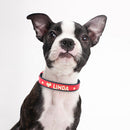 Coleira personalizada Lovpet, com strass